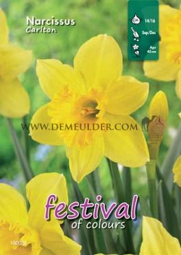 Binbox Narcissus Carlton 12/14 (x50)