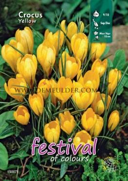 Binbox Crocus Yellow 9/10 (x100)