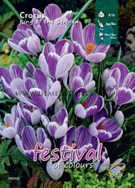 Binbox Crocus King of The Striped 9/10 (x100)