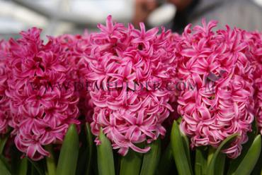 Hyacinthus Pink Pearl 17/18 (x100)