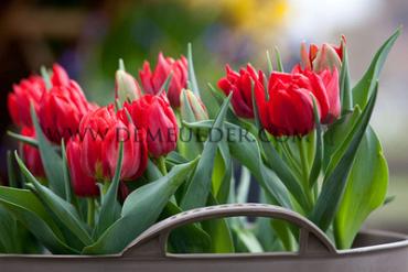 Tulipa Abba 12/+ (x250)