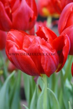 Tulipa Abba 12/+ (x250)