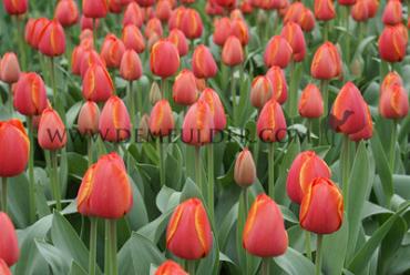 Tulipa Ad Rem 12/+ (x250)