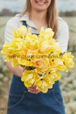 Tulipa Akebono 12/+ (x250)