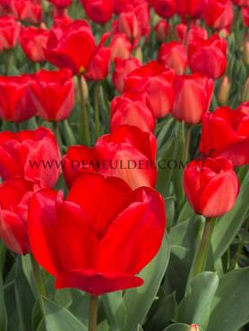 Tulipa Apeldoorn 12/+ (x250)