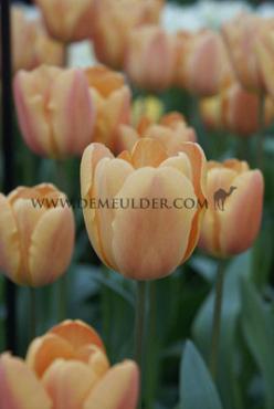 Tulipa Apricot Foxx 12/+ (x250)