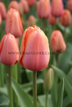Tulipa Apricot Impression 12/+ (x250)
