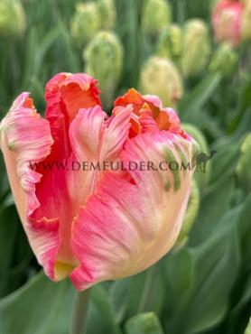 Tulipa Apricot Parrot 12/+ (x250)