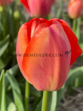 Tulipa Apricot Pride 12/+ (x250)