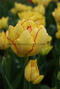 Tulipa Aquilla 12/+ (x250)