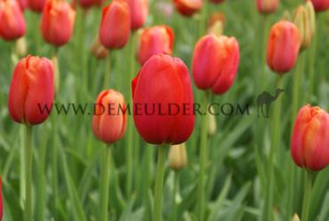 Tulipa Avignon 12/+ (x250)
