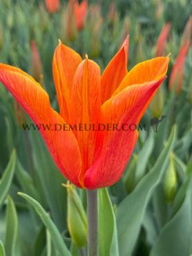 Tulipa Ballerina 12/+ (x250)