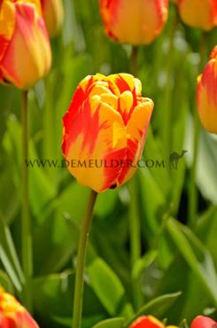 Tulipa Banja Luka 12/+ (x250)