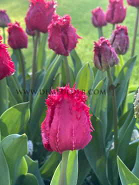 Tulipa Barbados 12/+ (x250)