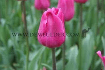 Tulipa Barcelona 12/+ (x250)