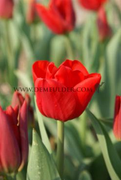 Tulipa Ben Van Zanten 12/+ (x250)