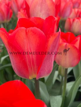 Tulipa Big Chief 12/+ (x250)