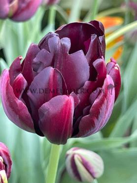 Tulipa Black Hero 12/+ (x250)