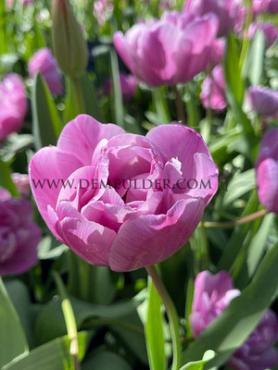 Tulipa Blue Diamond 12/+ (x250)