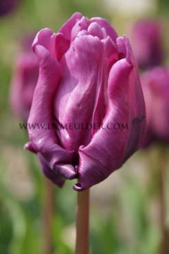 Tulipa Blue Parrot 12/+ (x250)