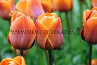 Tulipa Cairo 12/+ (x250)