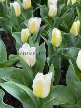 Tulipa Calgary 12/+ (x250)
