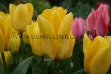 Tulipa Candela 12/+ (x250)