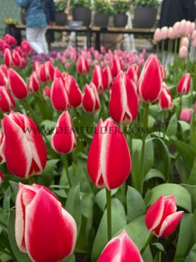 Tulipa Candy Apple Delight 12/+ (x250)