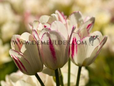 Tulipa Candy Club 12/+ (x250)
