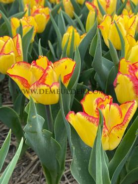 Tulipa Cape Town 12/+ (x250)