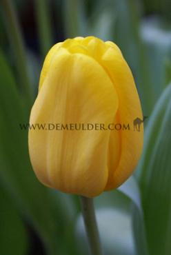 Tulipa Caractere 12/+ (x250)