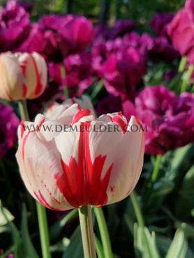 Tulipa Carnaval De Nice 12/+ (x250)