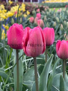 Tulipa Carola 12/+ (x250)