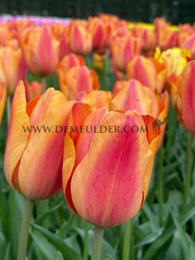 Tulipa Charade 12/+ (x250)