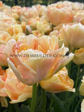 Tulipa Charming Lady 12/+ (x250)