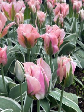 Tulipa China Town 12/+ (x250)