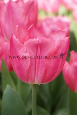 Tulipa Christmas Dream 12/+ (x250)