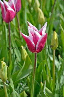 Tulipa Claudia 12/+ (x250)