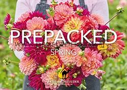 Tulipa Columbus 12/+ (x250)