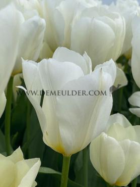 Tulipa Concerto 12/+ (x250)