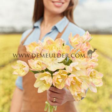 Tulipa Creme Upstar 12/+ (x250)