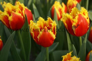 Tulipa Davenport 12/+ (x250)