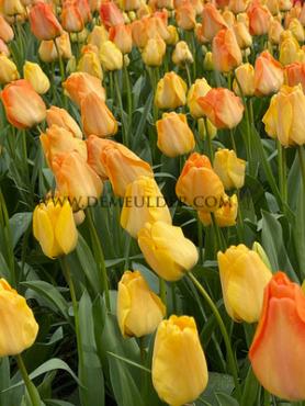 Tulipa Daydream 12/+ (x250)