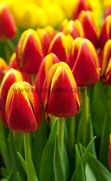 Tulipa Denmark 12/+ (x250)