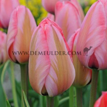 Tulipa Design Impression 12/+ (x250)