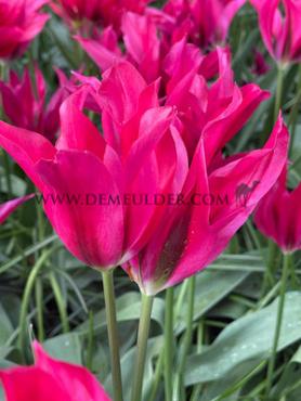 Tulipa Doll's Minuet 12/+ (x250)