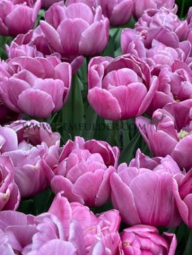 Tulipa Double You 12/+ (x250)