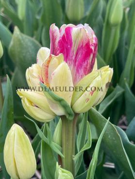 Tulipa Dream Club 12/+ (x250)