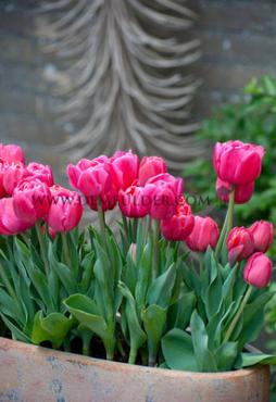 Tulipa Dream Touch 12/+ (x250)