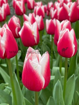 Tulipa Dutch Design 12/+ (x250)